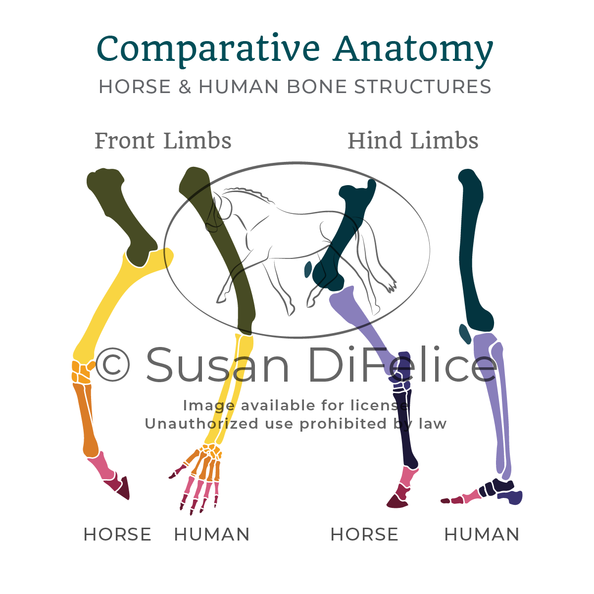 Compare Horse Human Limbs - Susan DiFelice