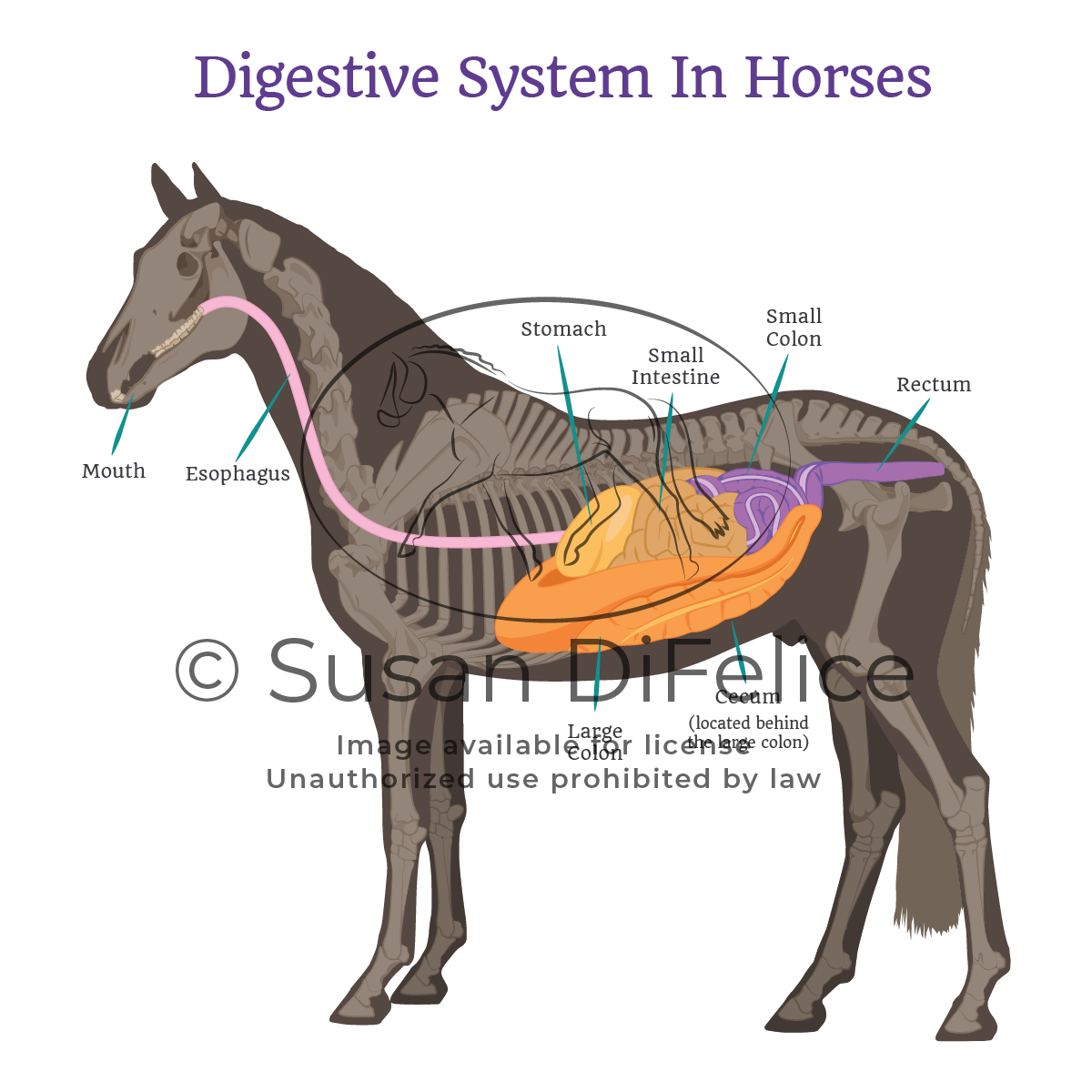 Horse Digestive System Labeled Susan DiFelice