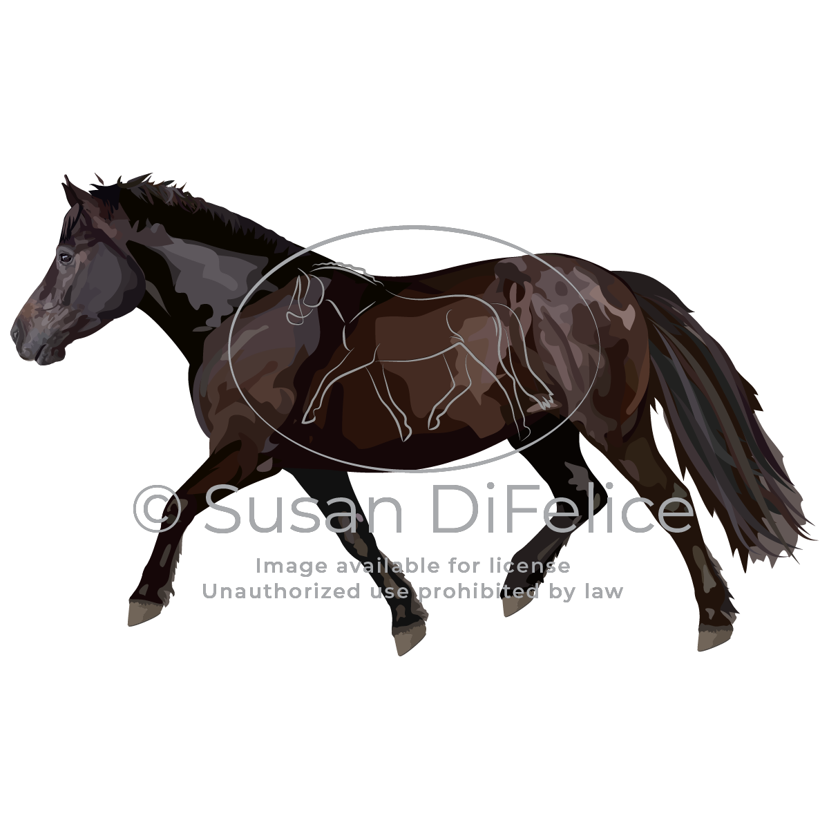 Dark Bay Shetland Pony - Susan DiFelice